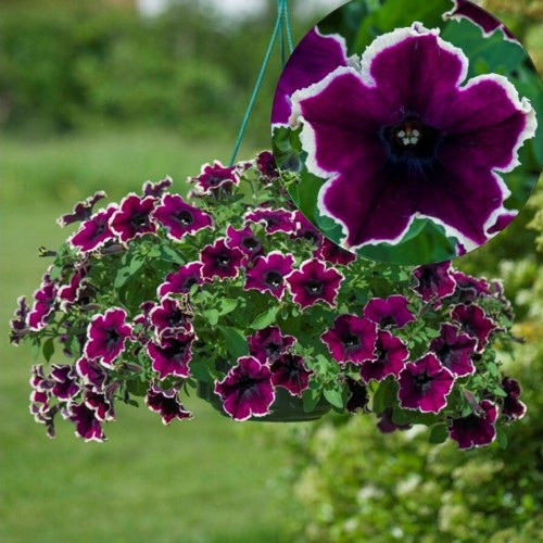 Petunia atkinsiana 'Cardinal Rim' - Petuunia 'Cardinal Rim' 